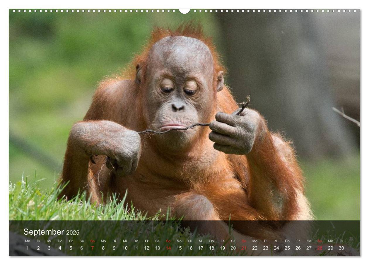 Bild: 9783435623549 | Menschenaffen. Gorillas, Schimpansen, Orang-Utans (Wandkalender...