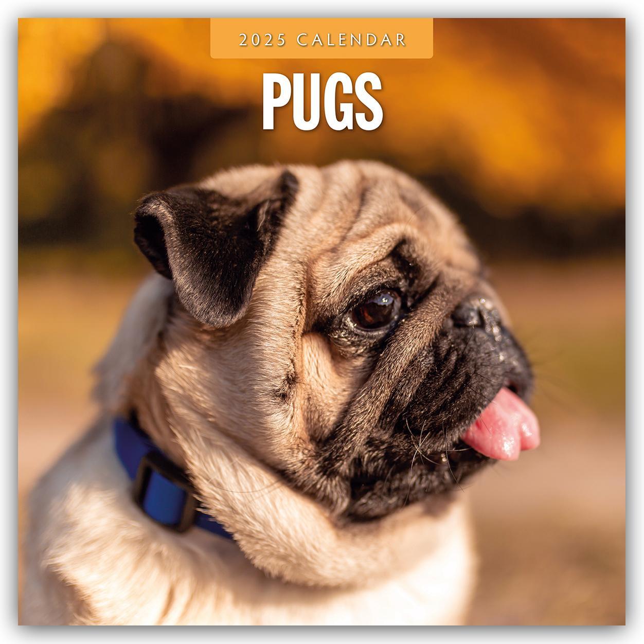 Cover: 9781804424995 | Pugs - Mops 2025 - 16-Monatskalender | Robin Red | Kalender | 14 S.