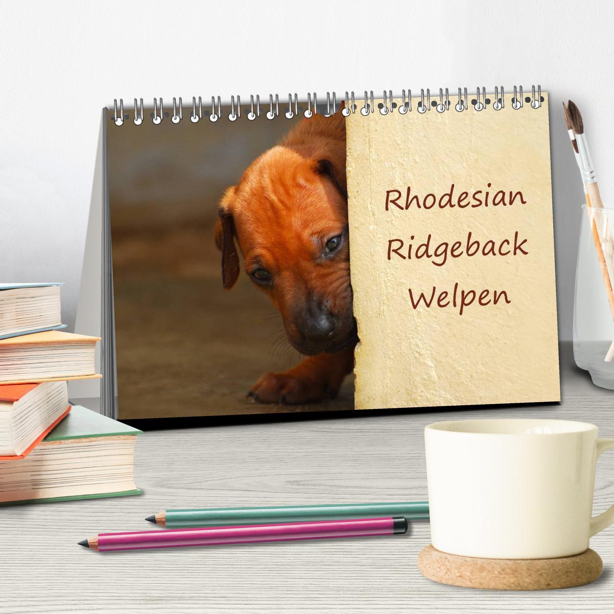 Bild: 9783435621583 | Rhodesian Ridgeback Welpen (Tischkalender 2025 DIN A5 quer),...