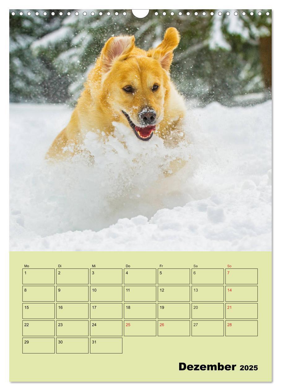 Bild: 9783435960002 | Jahresplaner Golden Retriever (Wandkalender 2025 DIN A3 hoch),...