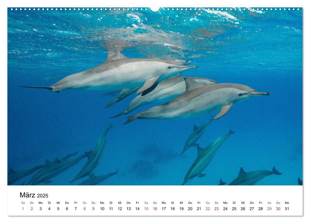 Bild: 9783435615247 | Highlights aus dem Meer - Tauchkalender (Wandkalender 2025 DIN A2...