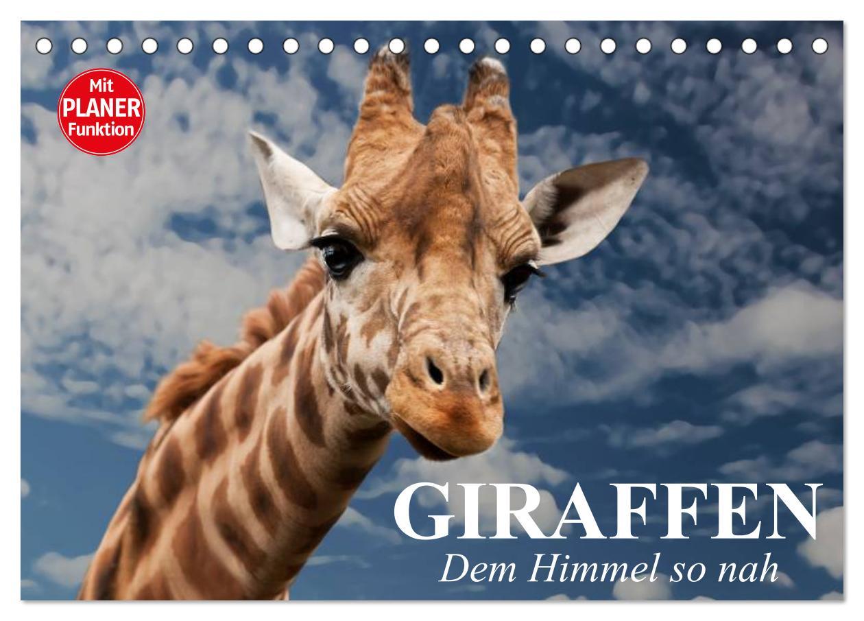 Cover: 9783435534012 | Giraffen. Dem Himmel so nah (Tischkalender 2025 DIN A5 quer),...