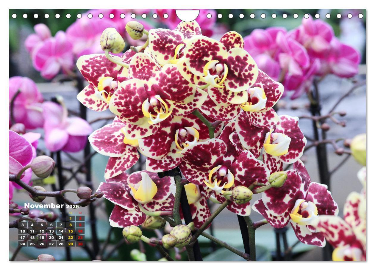 Bild: 9783383778551 | Prächtige Orchideen (Wandkalender 2025 DIN A4 quer), CALVENDO...