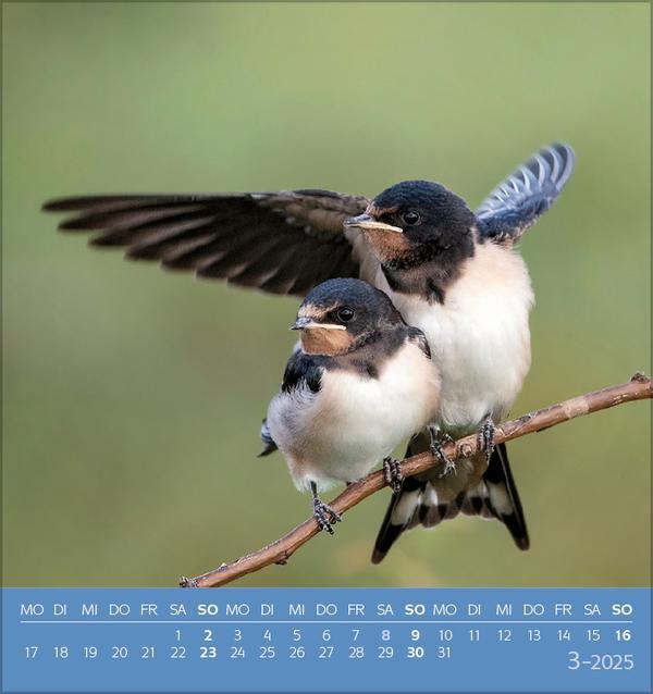 Bild: 9783731876755 | Vögel unserer Heimat 2025 | Verlag Korsch | Kalender | 13 S. | Deutsch