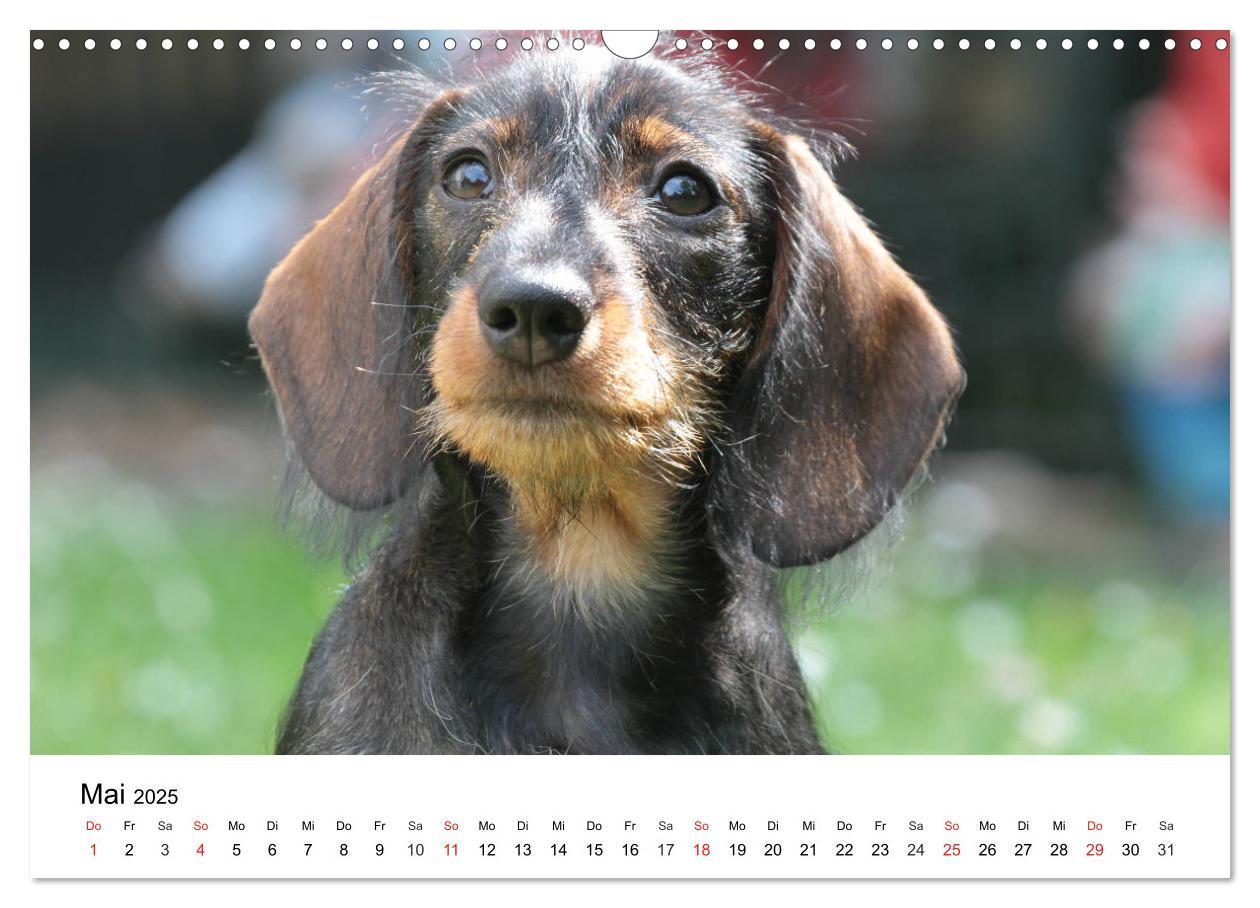 Bild: 9783435172856 | Ein Dackelkind blickt zurück (Wandkalender 2025 DIN A3 quer),...