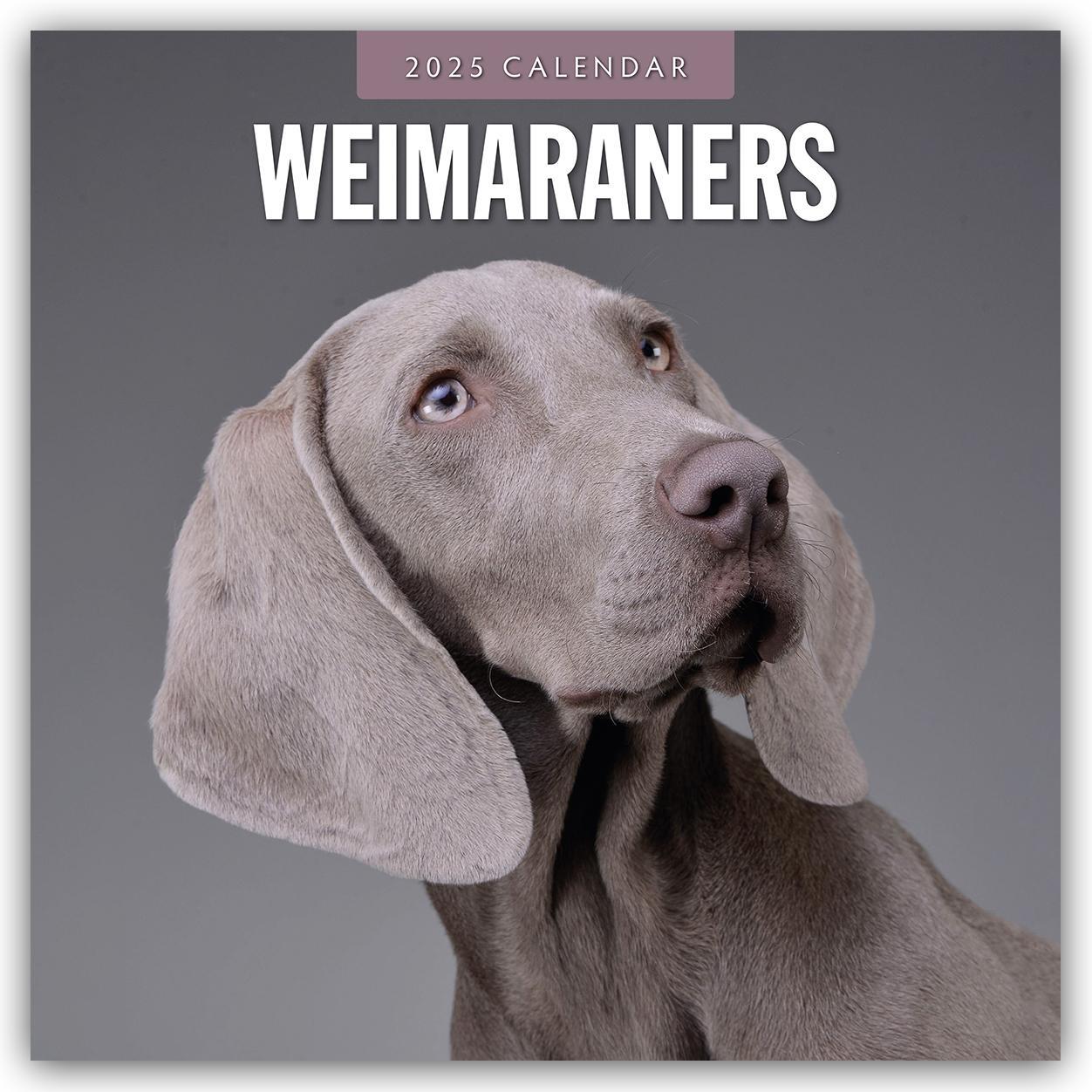 Cover: 9781804425190 | Weimaraners - Weimaraner 2025 - 16-Monatskalender | Robin Red | 14 S.