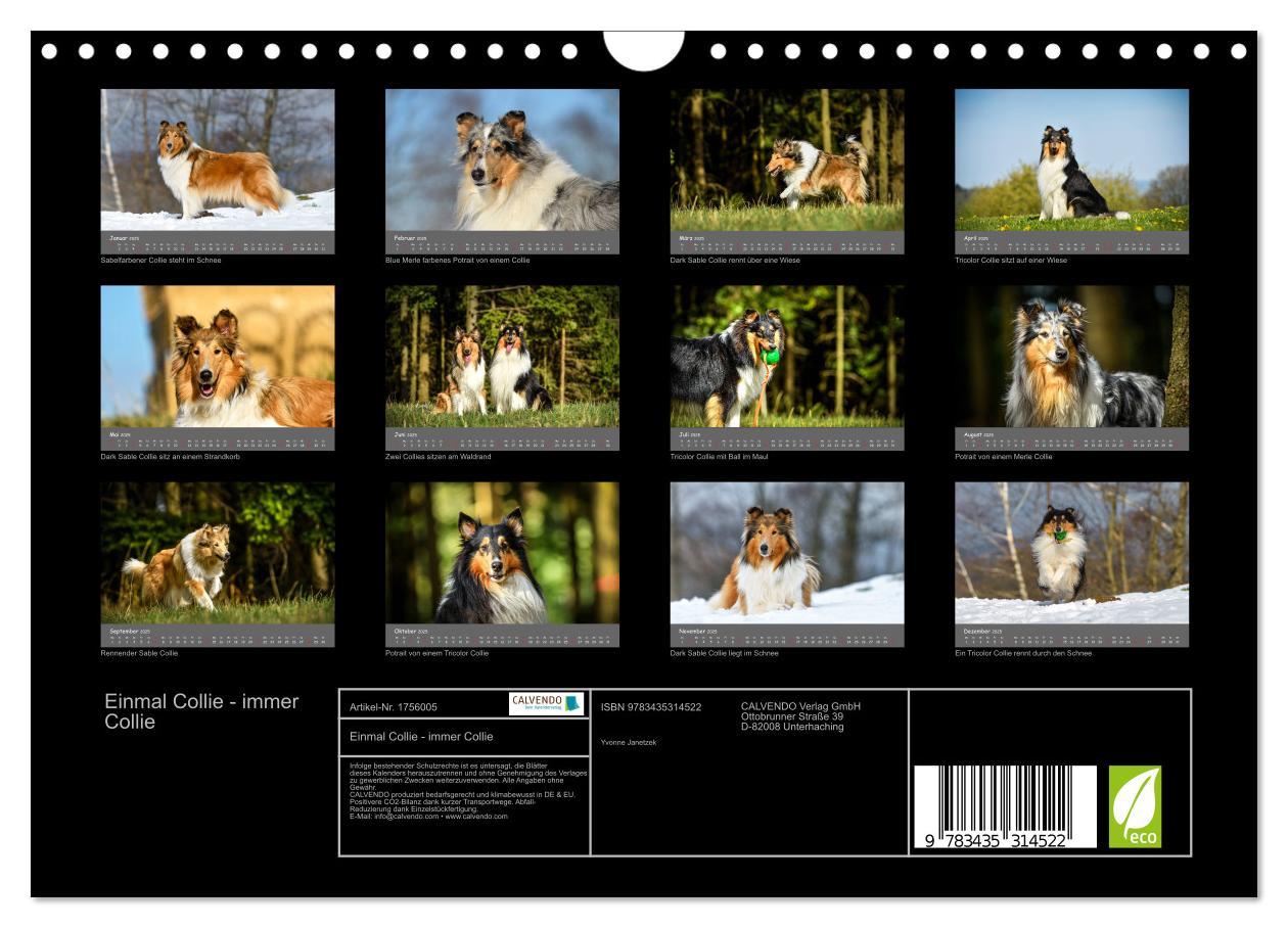 Bild: 9783435314522 | Einmal Collie - immer Collie (Wandkalender 2025 DIN A4 quer),...