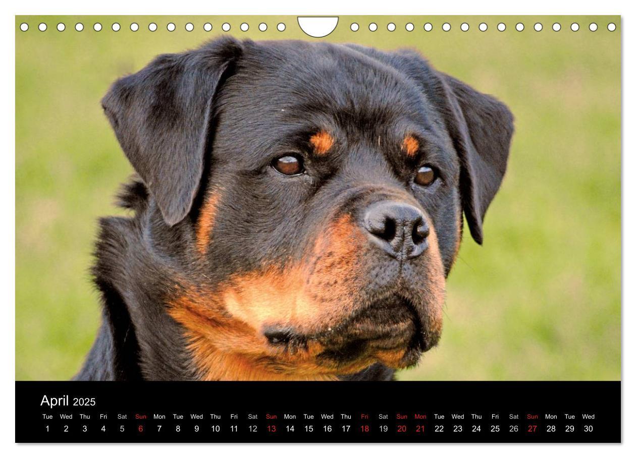 Bild: 9781325956425 | Rottweiler Portait Shots 2025 (Wall Calendar 2025 DIN A4...