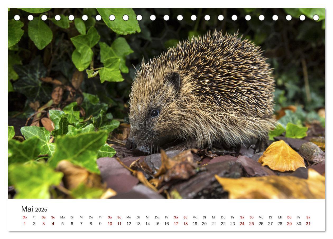 Bild: 9783383940613 | Igel - Niedliche kleine Stachelritter (Tischkalender 2025 DIN A5...