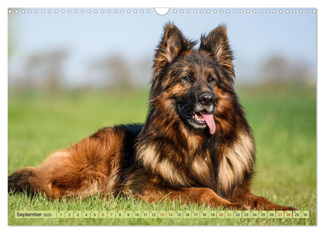 Bild: 9783383895890 | Altdeutsche Schäferhunde - Traumhafte Schäferhunde Langstockhaar...