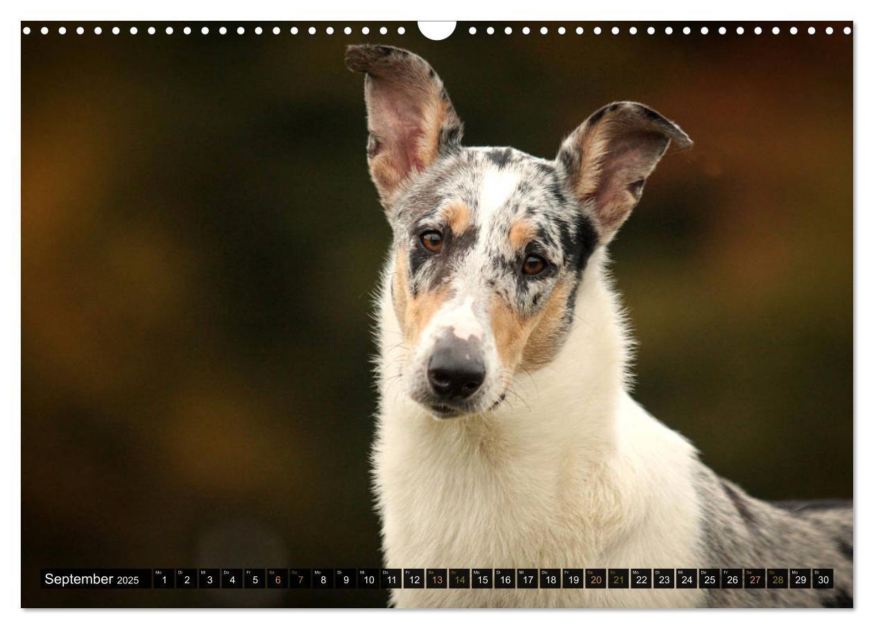 Bild: 9783435580859 | Smooth Collies (Wandkalender 2025 DIN A3 quer), CALVENDO...