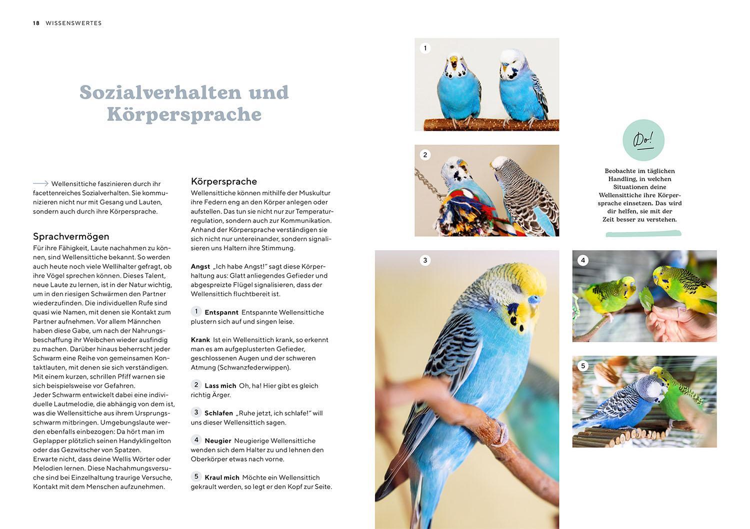 Bild: 9783440175637 | Wellensittiche | Wencke Sabrina Schacht | Taschenbuch | Mein Tier