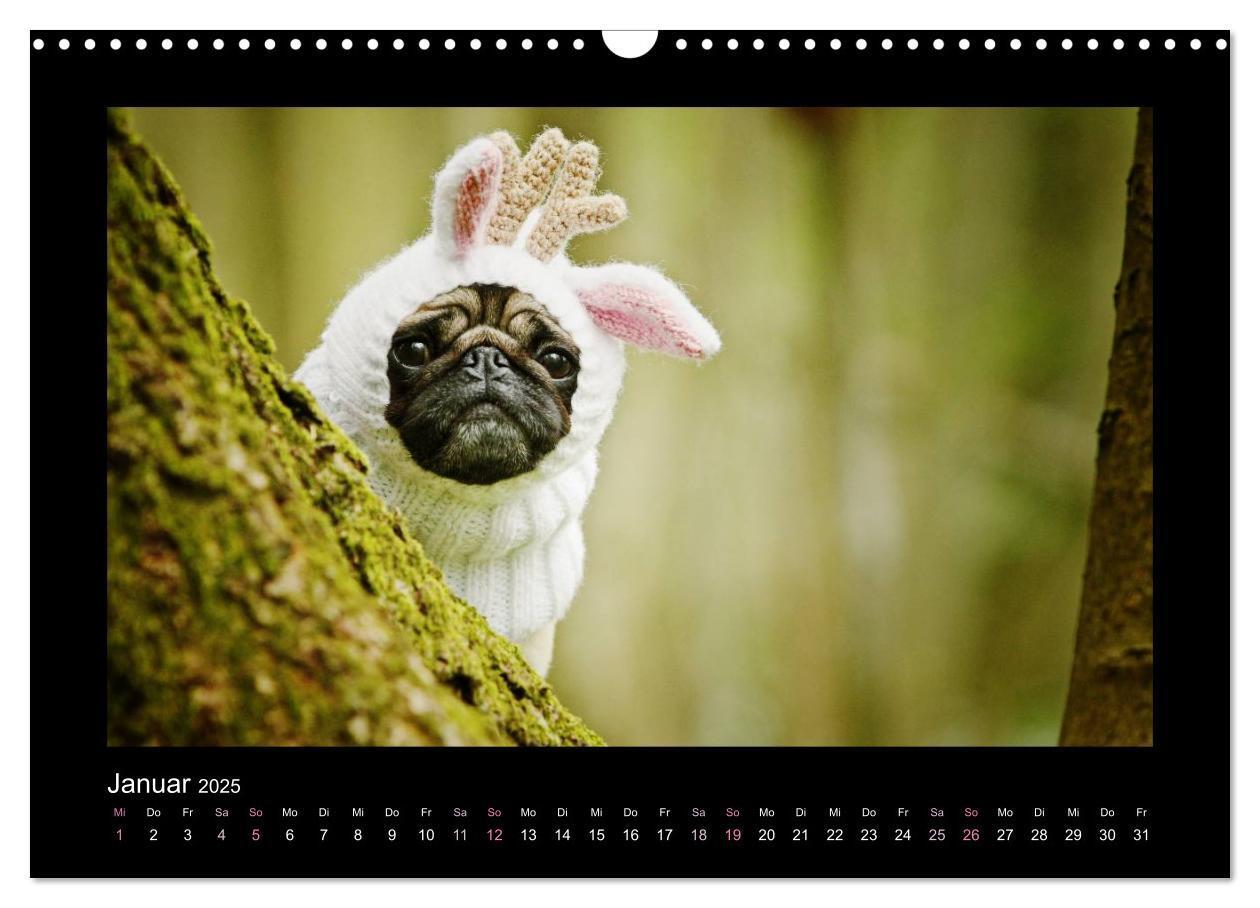 Bild: 9783435645336 | Der Feldfurchen-Mops (Wandkalender 2025 DIN A3 quer), CALVENDO...