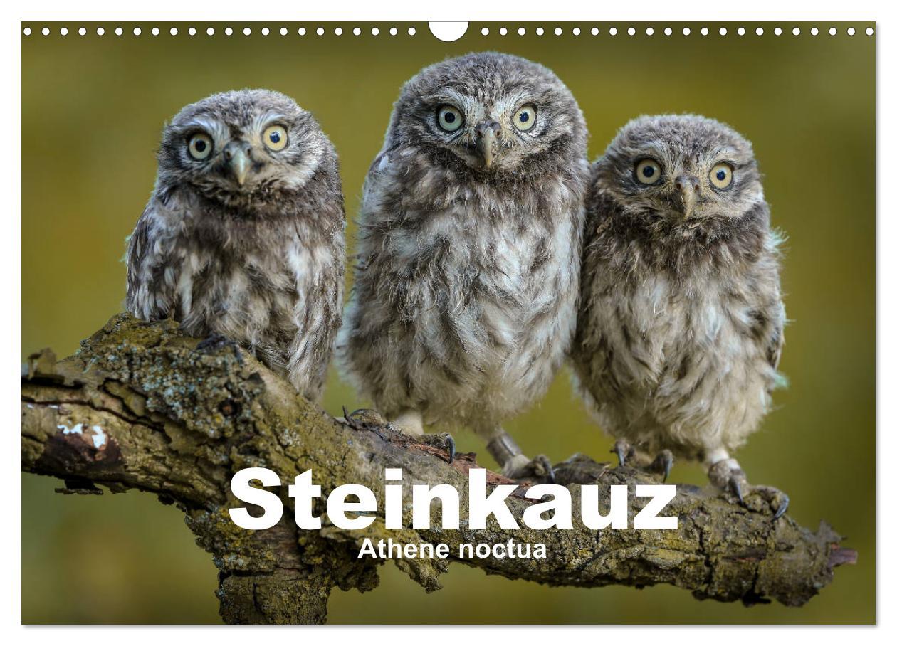 Cover: 9783435299843 | Steinkäuze (Athene noctua) (Wandkalender 2025 DIN A3 quer),...