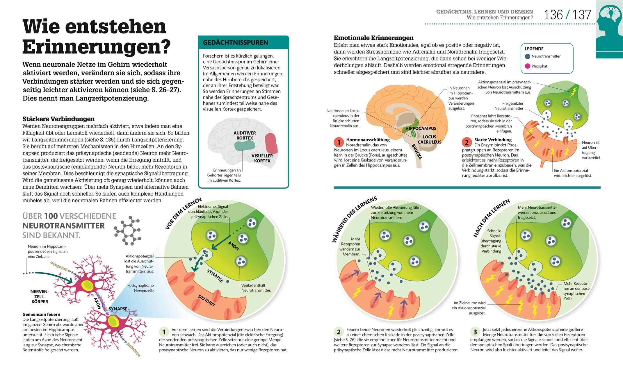 Bild: 9783831040186 | #dkinfografik. Das menschliche Gehirn und wie es funktioniert | Buch