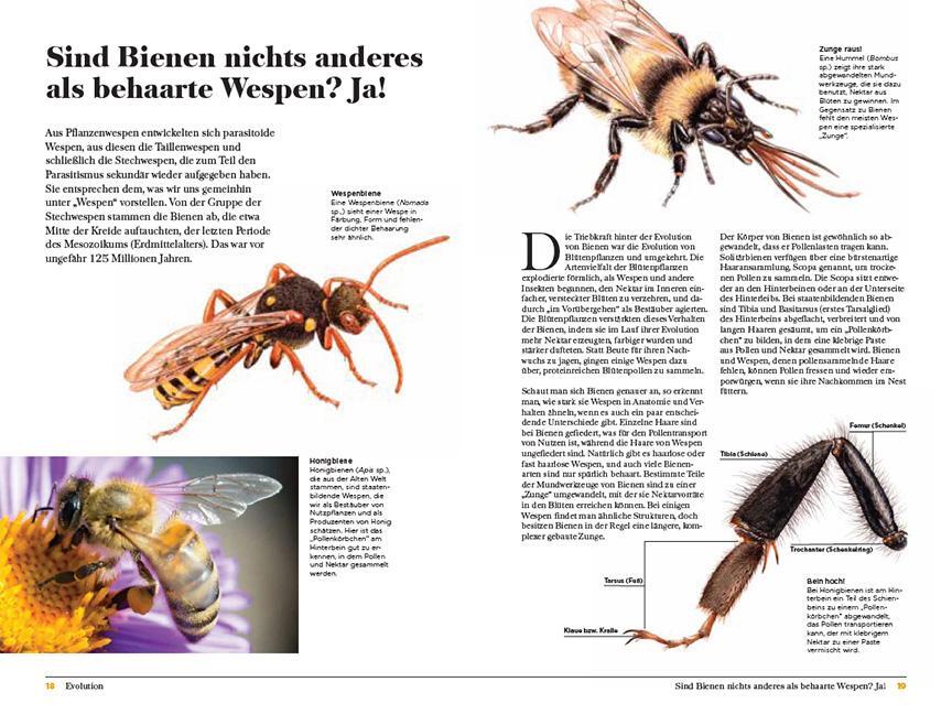 Bild: 9783258083421 | Wespen | Unterschätzte Insekten mit erstaunlichen Fähigkeiten | Eaton