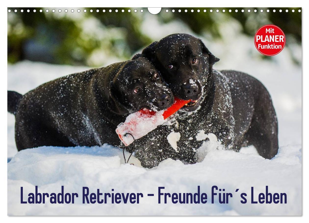 Cover: 9783383328879 | Labrador Retriever - Freunde für´s Leben (Wandkalender 2024 DIN A3...