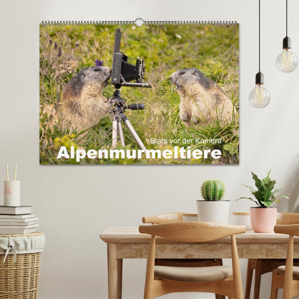 Bild: 9783383921193 | Alpenmurmeltiere - Stars vor der Kamera (Wandkalender 2025 DIN A2...