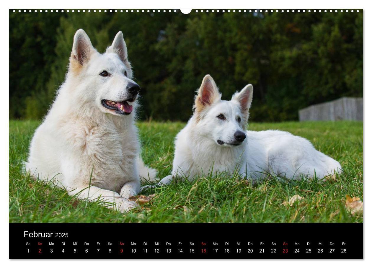 Bild: 9783435758722 | Weißer Schweizer Schäferhund - Ein Tag im Leben einer Hundefamilie...