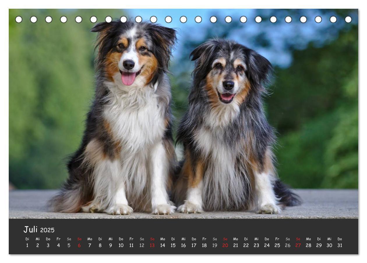 Bild: 9783435581344 | Australian Shepherd - Augenblicke (Tischkalender 2025 DIN A5 quer),...