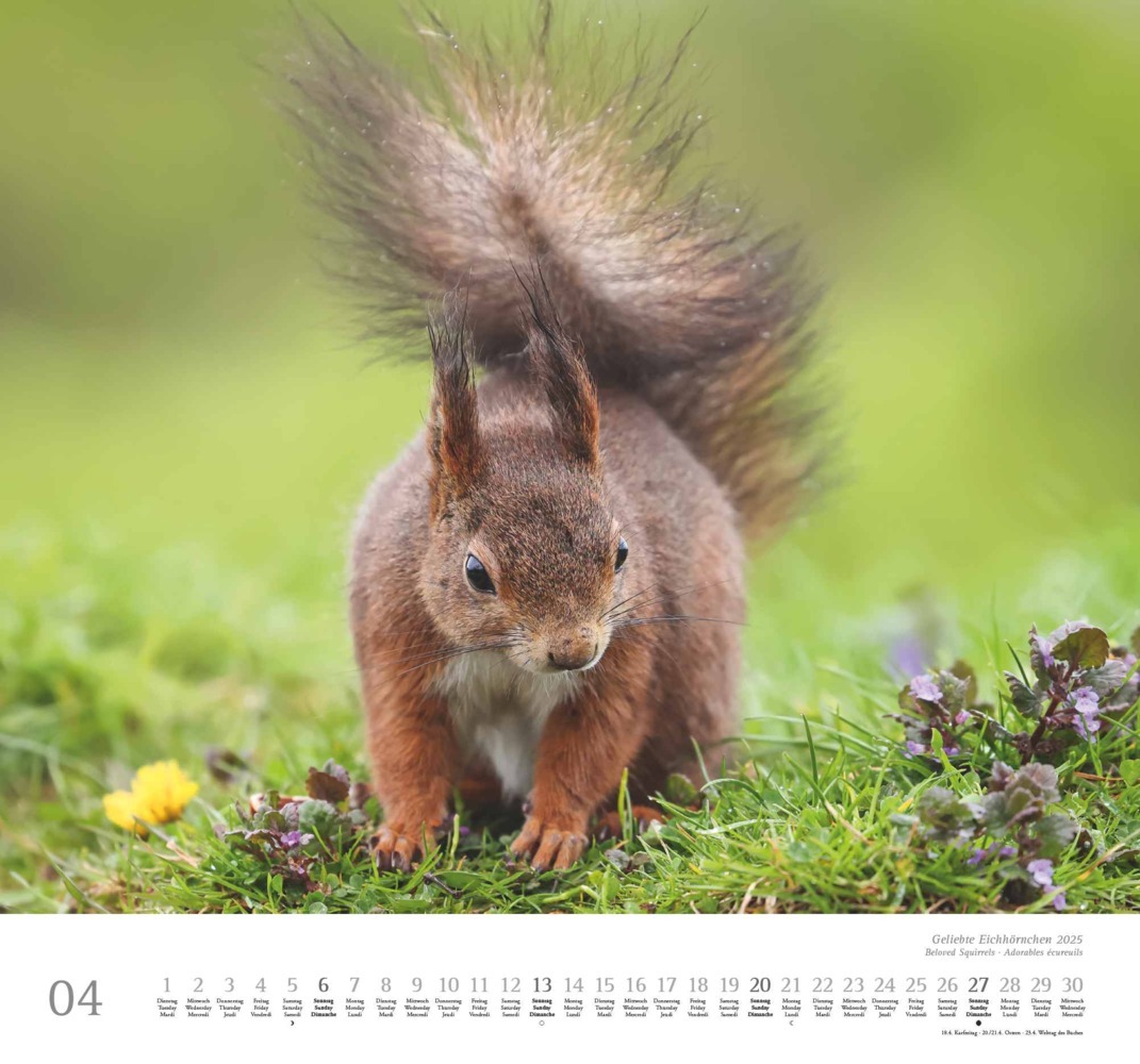 Bild: 4250809652696 | DUMONT - Geliebte Eichhörnchen 2025 Wandkalender, 38x35,5cm,...