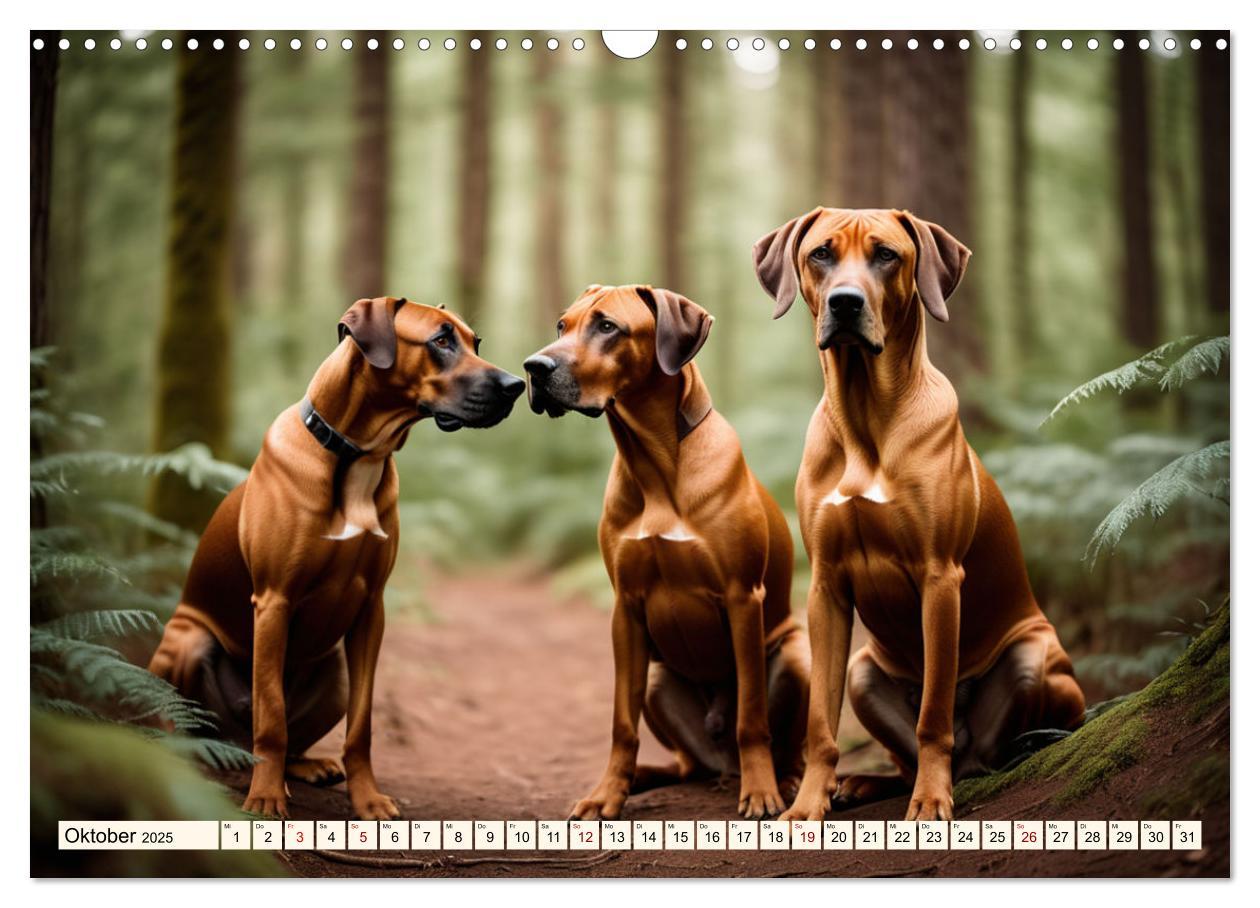 Bild: 9783457146064 | Rhodesian Ridgeback - Athlet mit Rückenkamm (Wandkalender 2025 DIN...