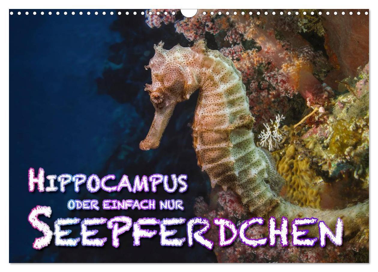 Cover: 9783675893566 | Hippocampus oder einfach nur Seepferdchen (Wandkalender 2024 DIN A3...