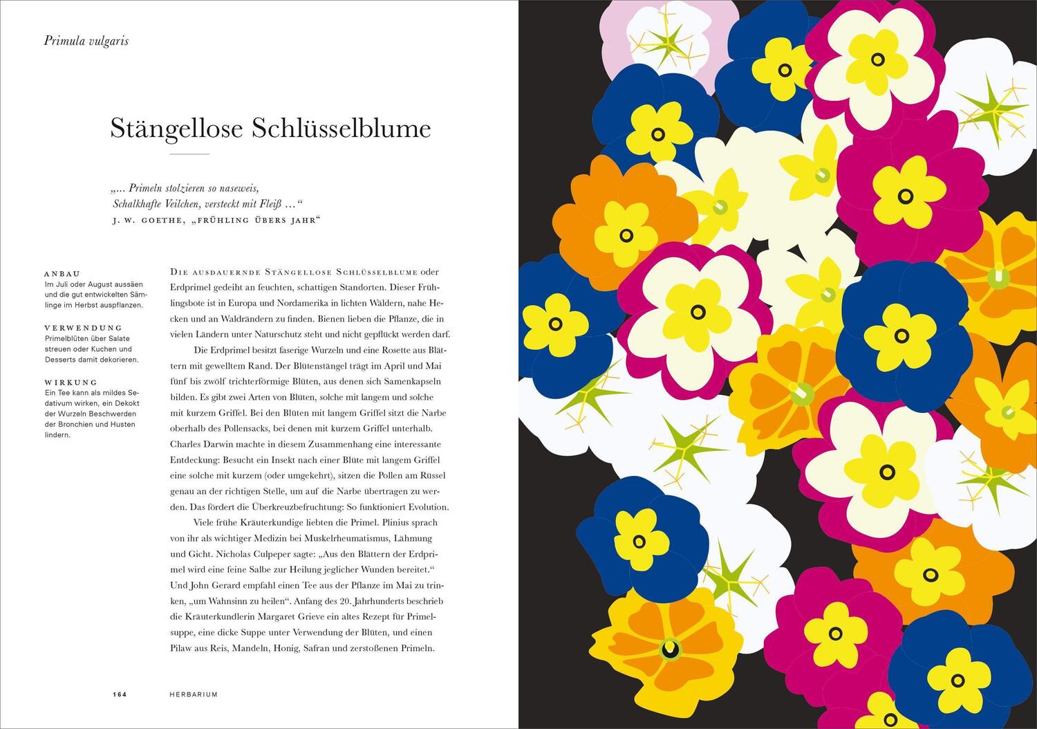Bild: 9783832199272 | Herbarium | 100 Kräuter - Geschichte, Wirkung, Verwendung | Hildebrand