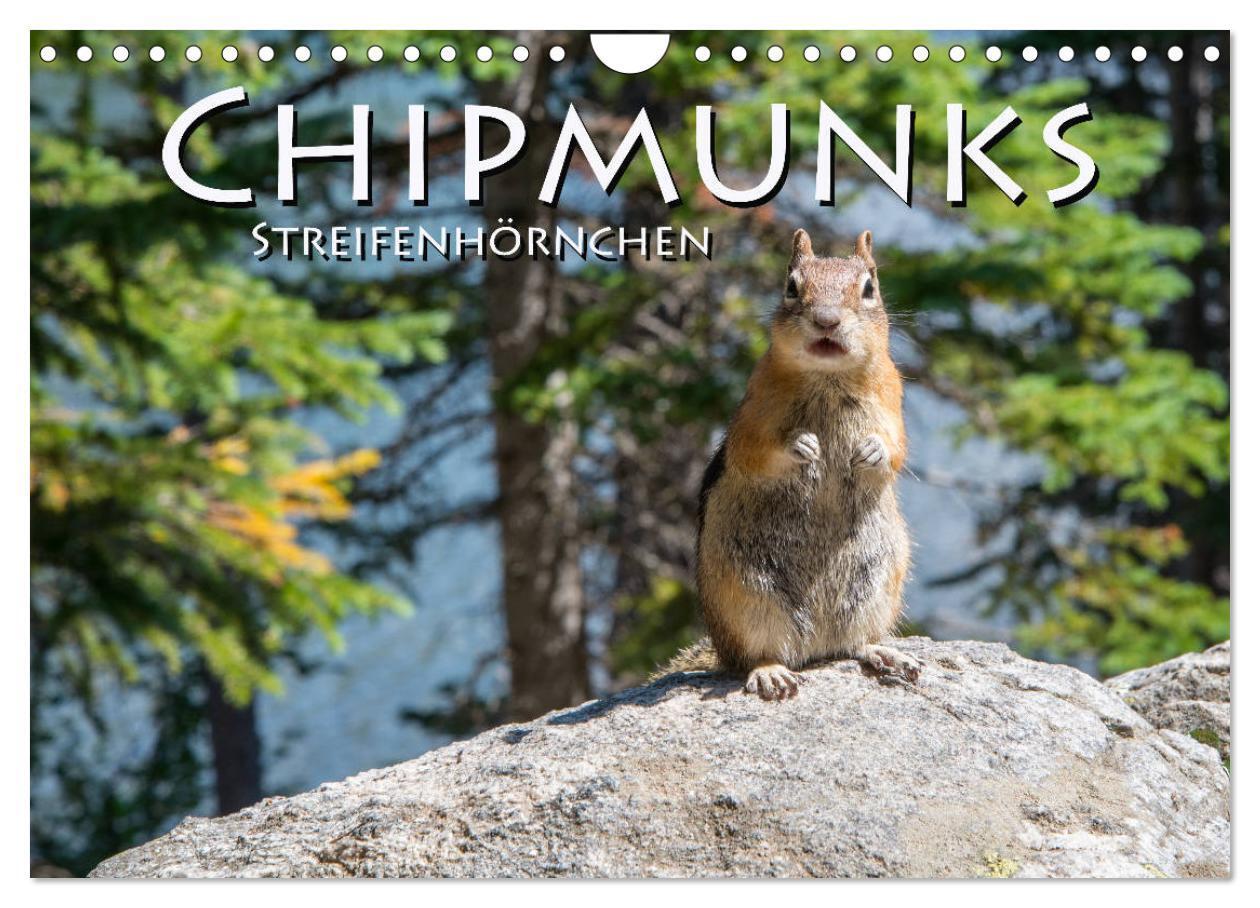 Cover: 9783383166853 | Chipmunks Streifenhörnchen (Wandkalender 2024 DIN A4 quer),...