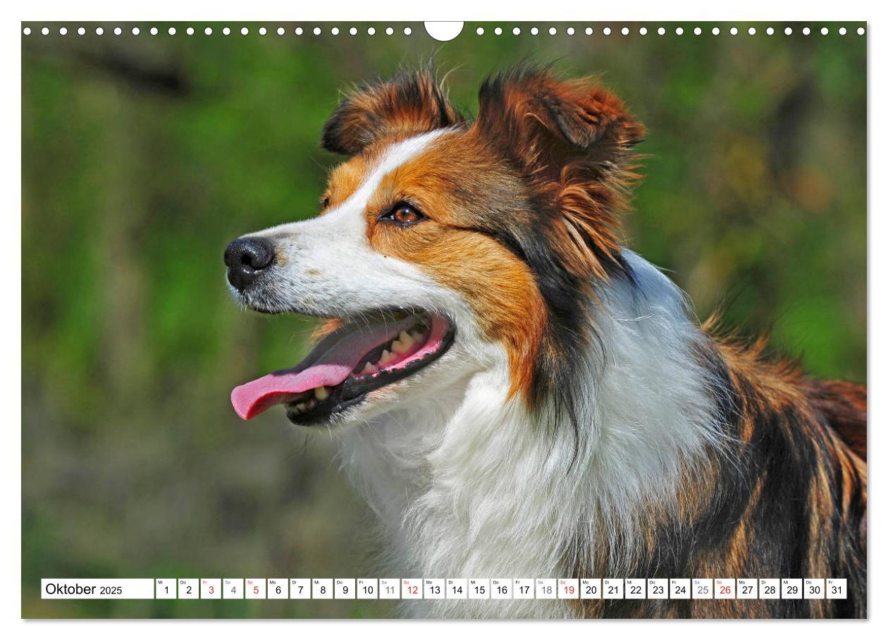 Bild: 9783435256860 | Traumhund Border Collie (Wandkalender 2025 DIN A3 quer), CALVENDO...