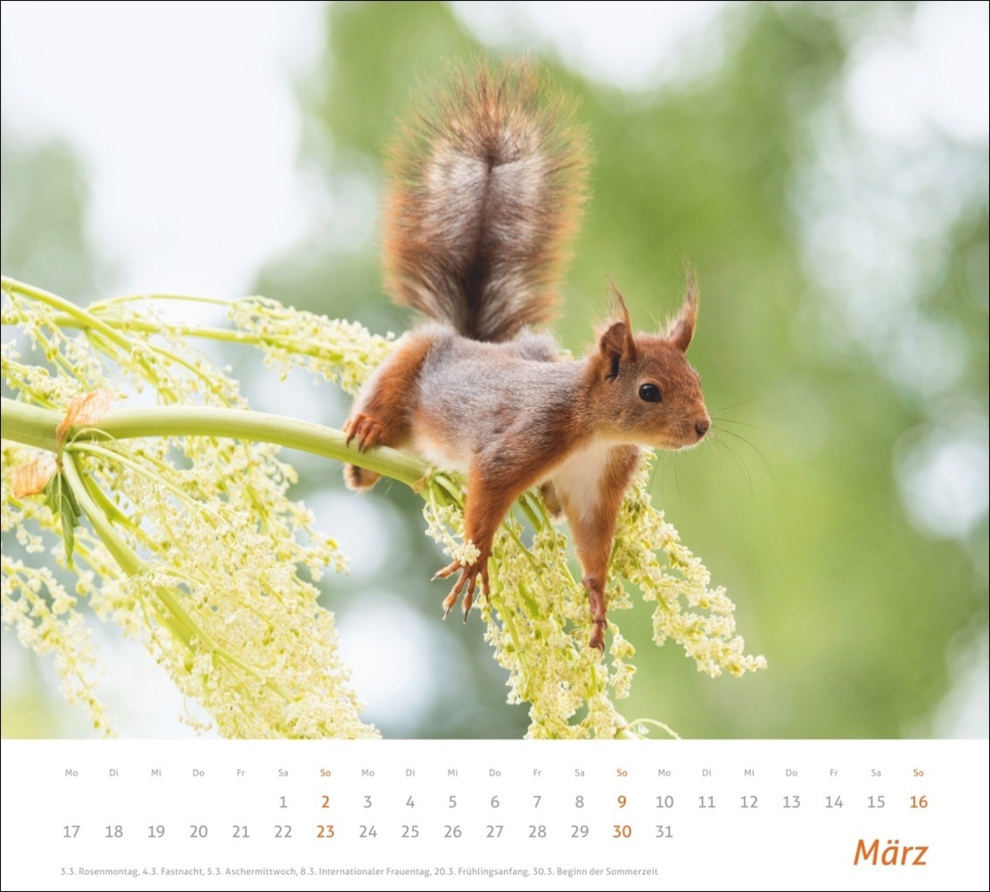 Bild: 9783756406869 | Eichhörnchen Bildkalender 2025 | Geert Weggen | Kalender | 14 S.