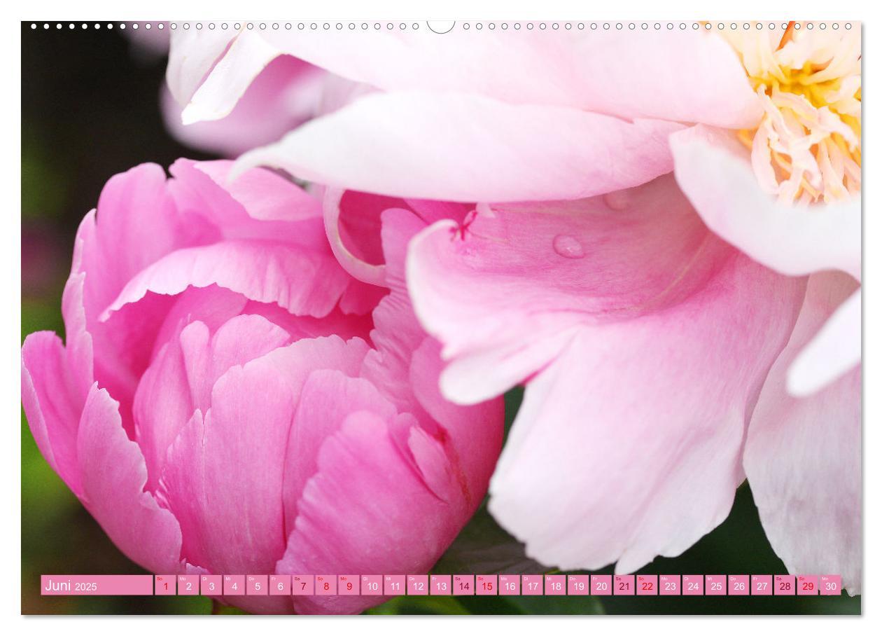 Bild: 9783435059300 | Liebenswerte Blüten (Wandkalender 2025 DIN A2 quer), CALVENDO...