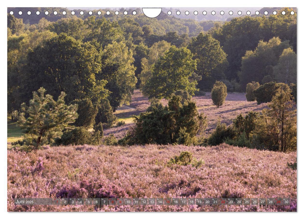 Bild: 9783383841361 | Die Lüneburger Heide - In voller Blüte (Wandkalender 2025 DIN A4...