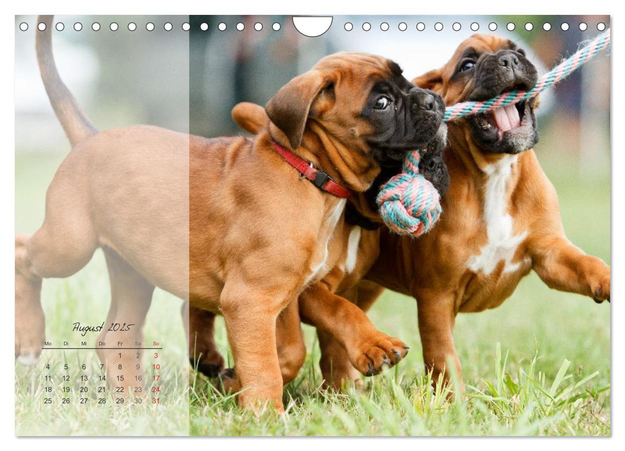 Bild: 9783435823345 | Deutscher Boxer 2025 (Wandkalender 2025 DIN A4 quer), CALVENDO...