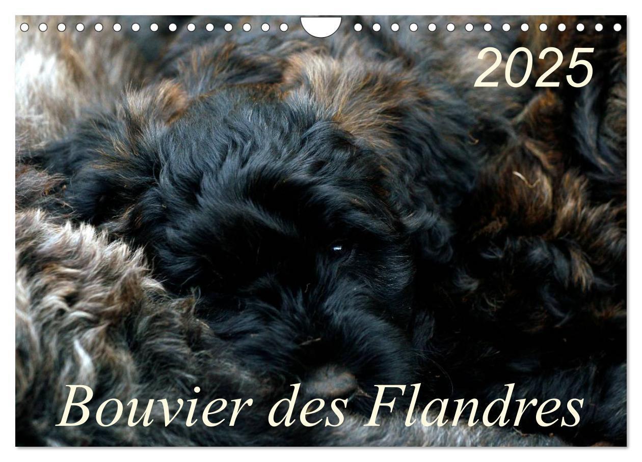 Cover: 9783435748402 | Bouvier des Flandres (Wandkalender 2025 DIN A4 quer), CALVENDO...