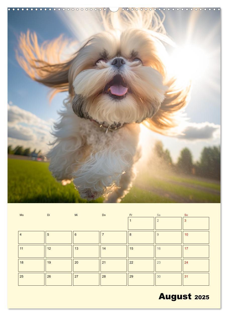 Bild: 9783435874101 | Shih Tzu Alarm. Glückliche Wuschelköpfe (Wandkalender 2025 DIN A2...