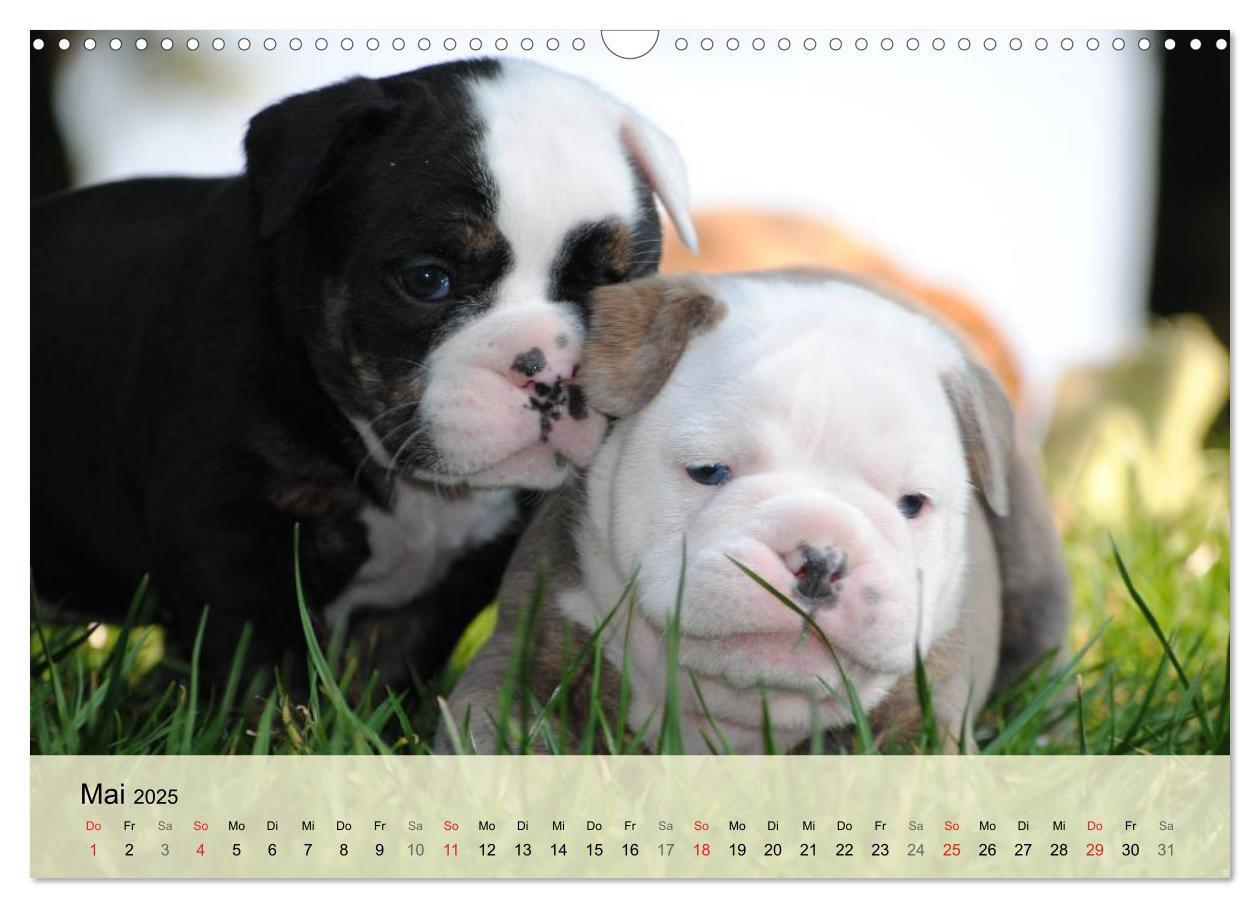 Bild: 9783435729296 | Bulldoggen-Kindergarten (Wandkalender 2025 DIN A3 quer), CALVENDO...