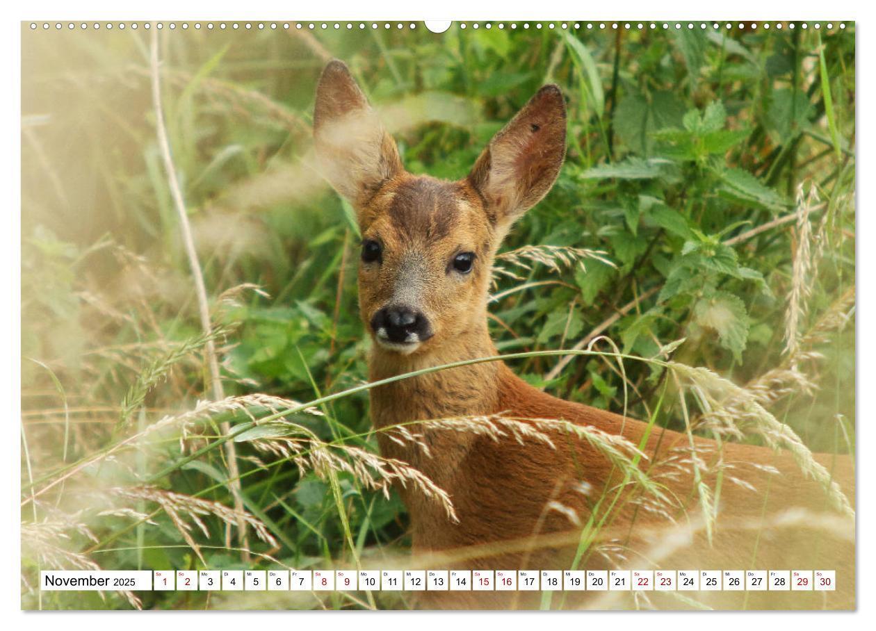 Bild: 9783435339426 | Anmut mit sanften Augen - Rehwild in der freien Natur (hochwertiger...