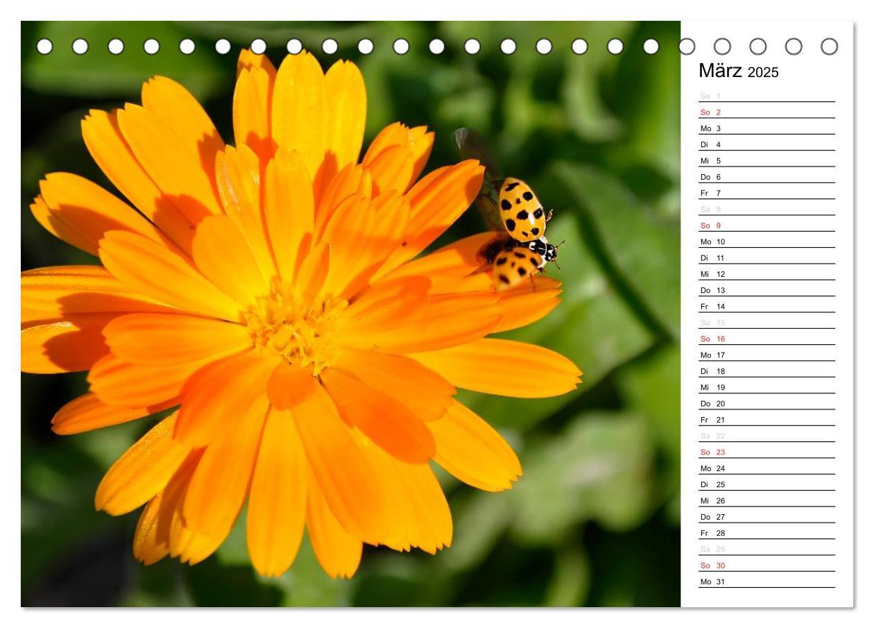 Bild: 9783435786343 | Marienkäfer 2025 (Tischkalender 2025 DIN A5 quer), CALVENDO...