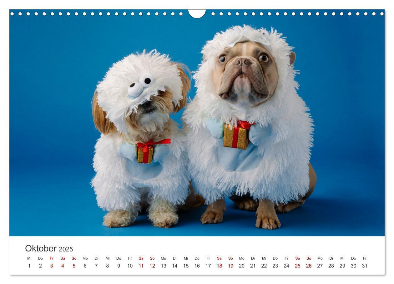 Bild: 9783457182680 | Die Bulldogge Henry (Wandkalender 2025 DIN A3 quer), CALVENDO...