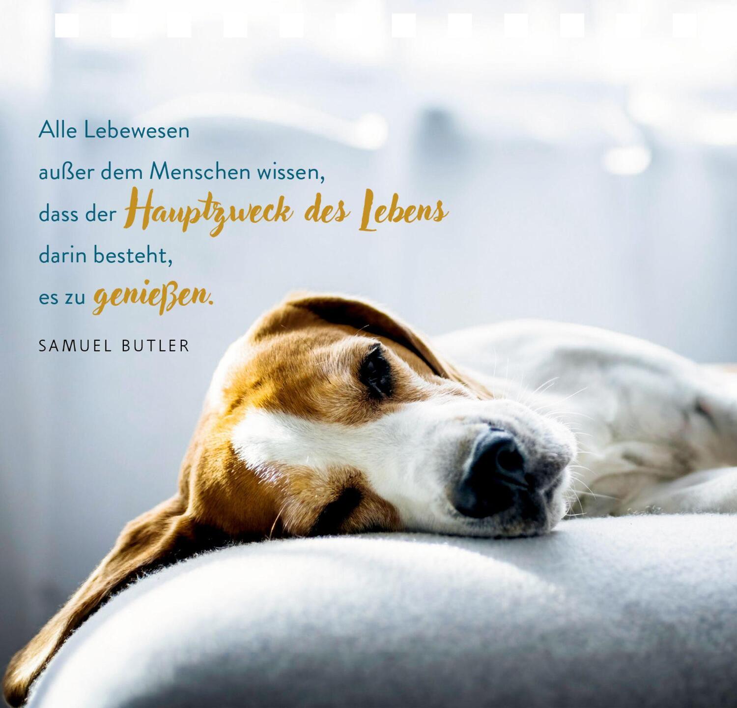 Bild: 9783649646044 | Tierisch beste Freunde | Julia Gerigk | Taschenbuch | 144 S. | Deutsch