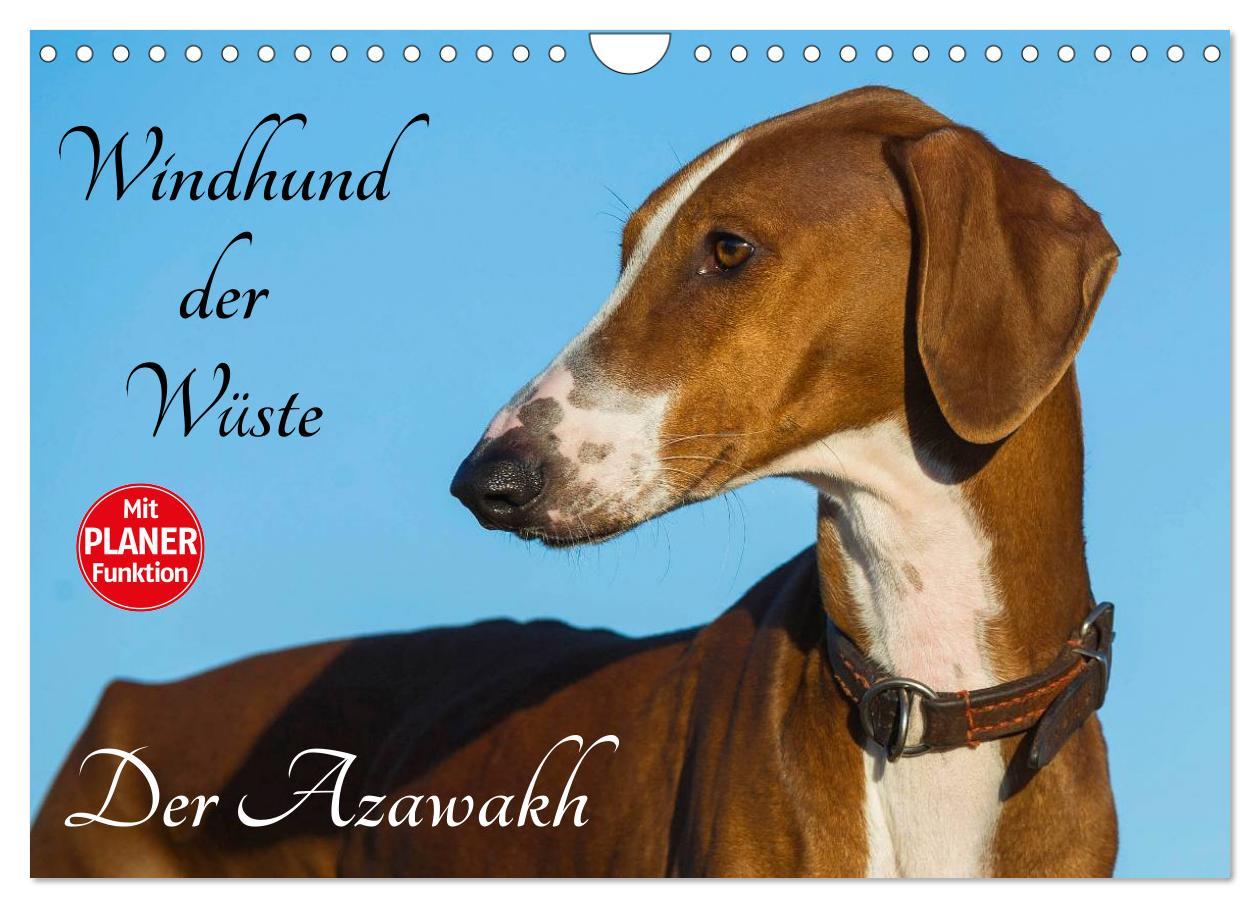 Cover: 9783435541652 | Windhund der Wüste - Der Azawakh (Wandkalender 2025 DIN A4 quer),...