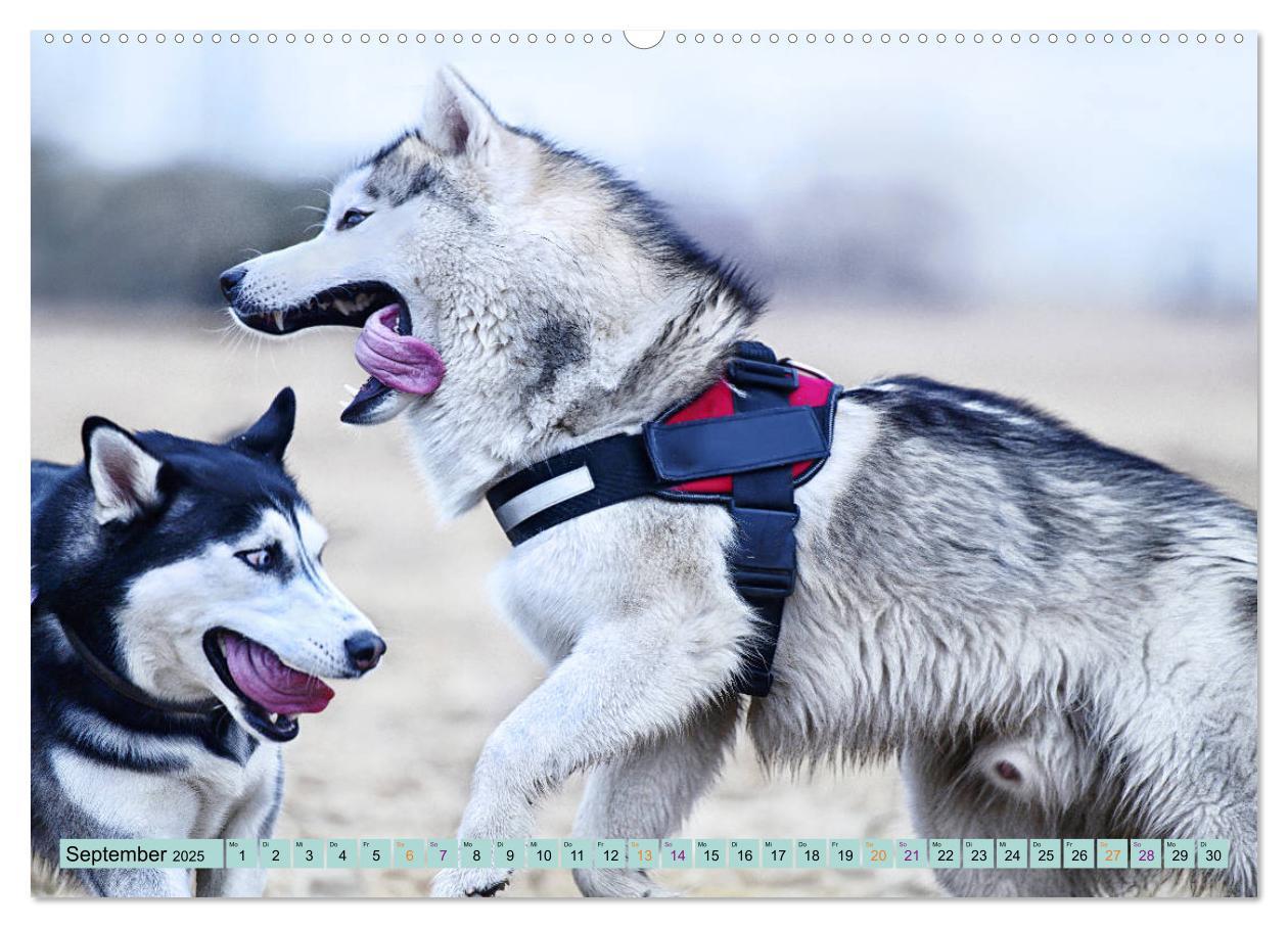 Bild: 9783435143856 | Huskies - Tolle Gefährten (Wandkalender 2025 DIN A2 quer), CALVENDO...