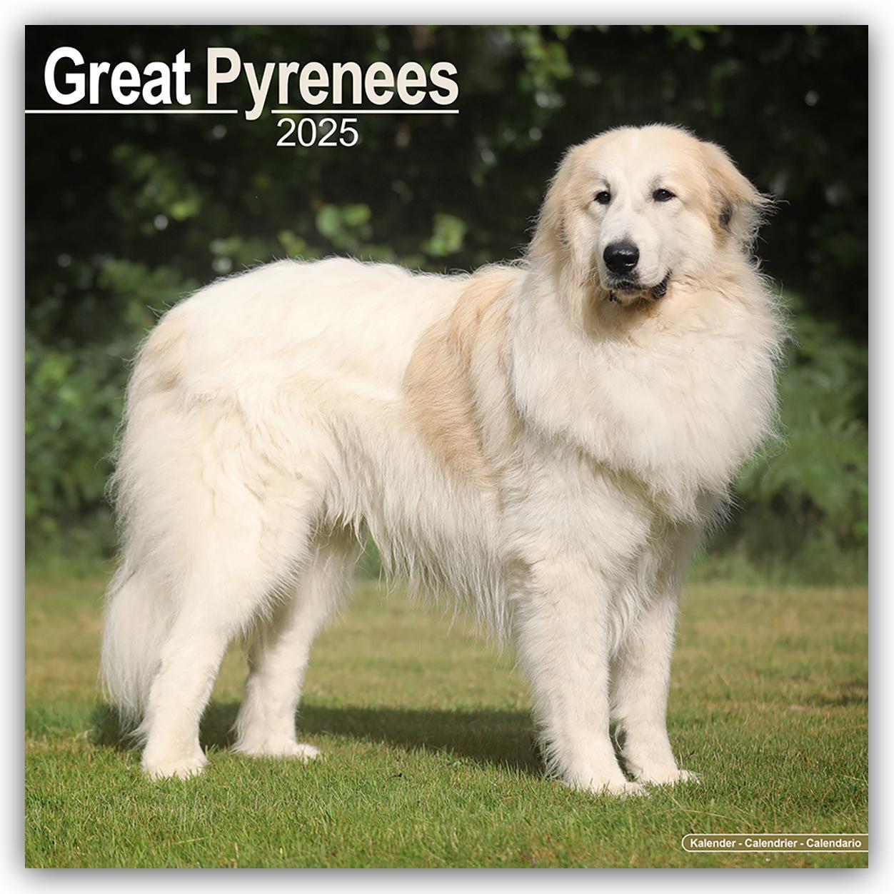 Cover: 9781804603529 | Great Pyrenees - Pyrenäenhunde 2025 - 16-Monatskalender | Ltd | 13 S.