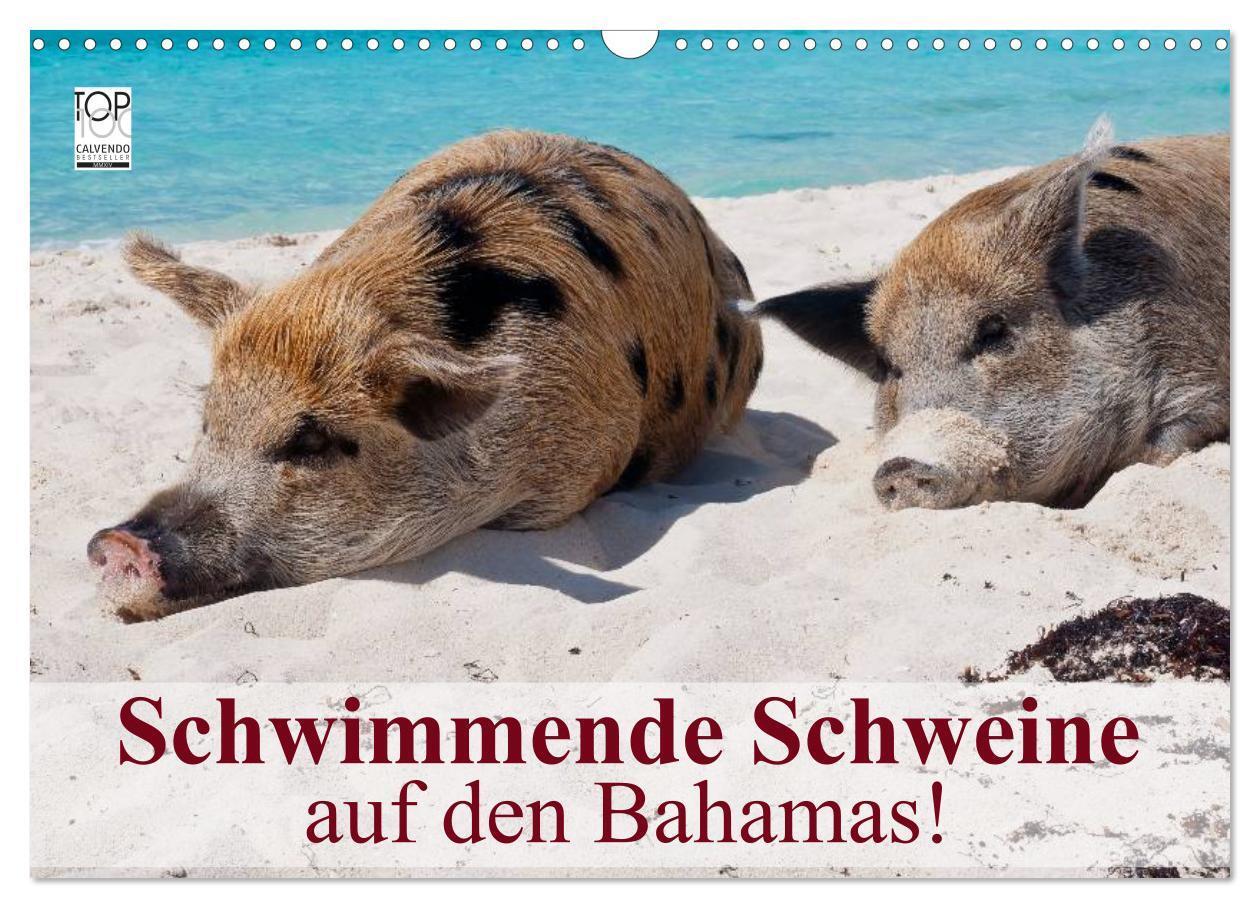 Cover: 9783675768604 | Schwimmende Schweine auf den Bahamas! (Wandkalender 2024 DIN A3...