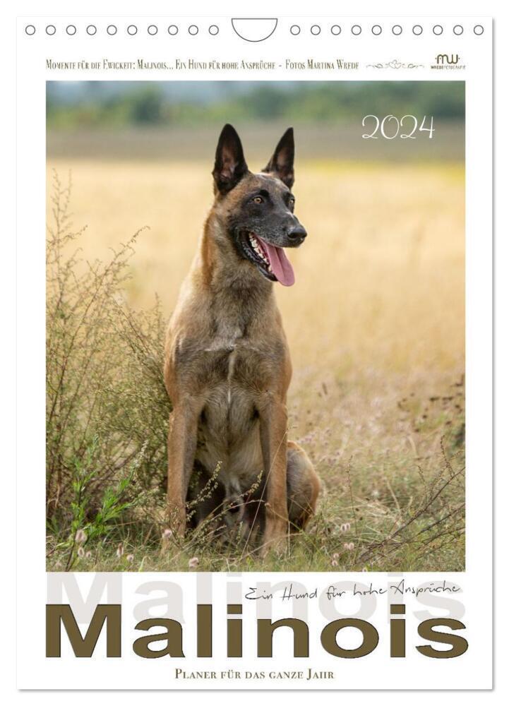 Cover: 9783675418035 | Malinois - Ein Hund für hohe Ansprüche (Wandkalender 2024 DIN A4...