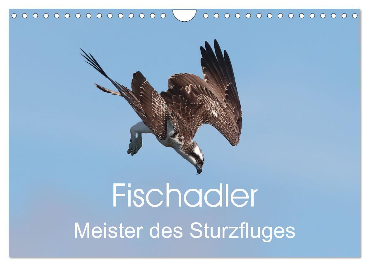 Cover: 9783383841125 | Fischadler - Meister des Sturzfluges (Wandkalender 2025 DIN A4...