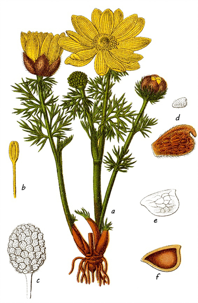 Bild: 9783968490144 | Jacob Sturm - Die Flora von Deutschland | Jacob Sturm | Buch | 224 S.