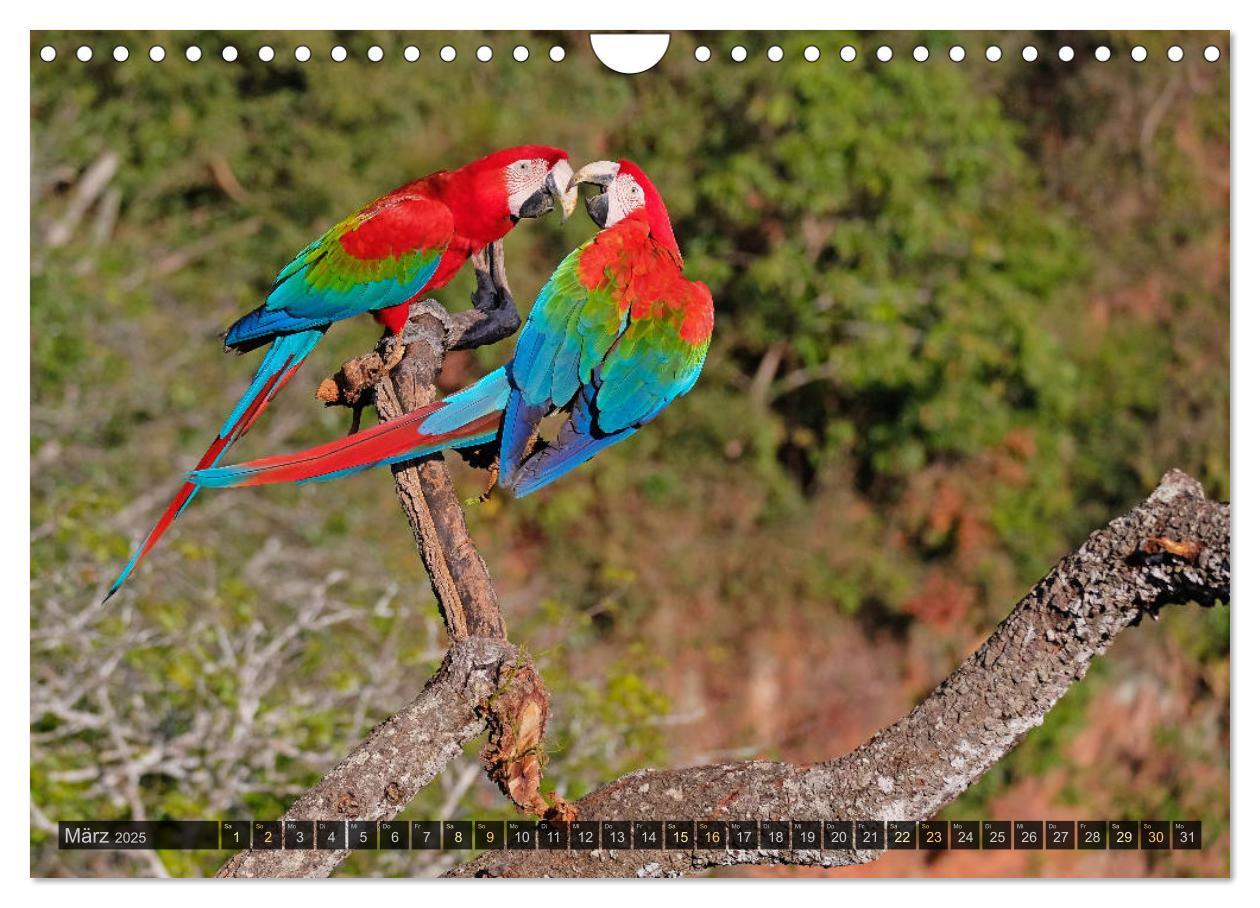 Bild: 9783435123346 | Tiere im Pantanal - viaje.ch (Wandkalender 2025 DIN A4 quer),...