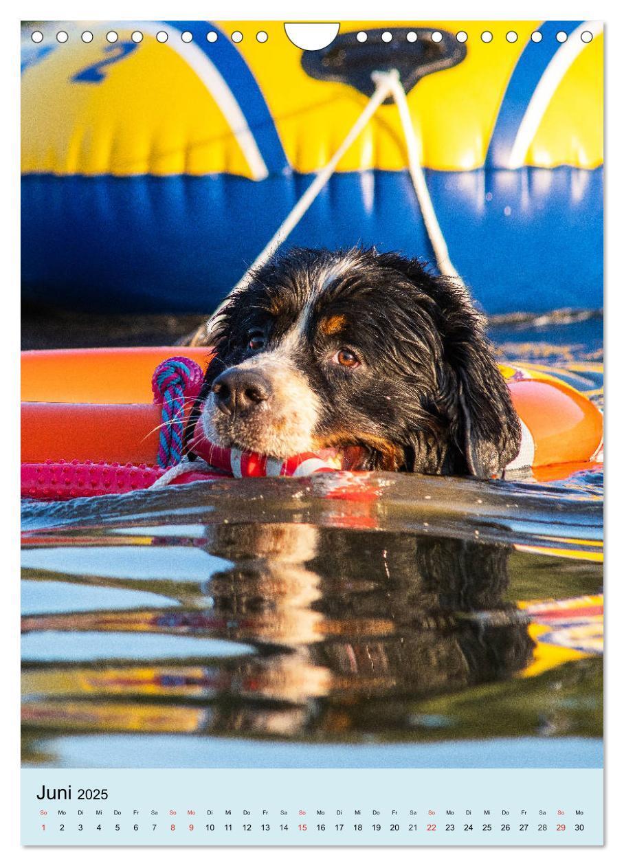 Bild: 9783435961054 | Berner Sennenhund - stark , schön und liebenswert (Wandkalender...